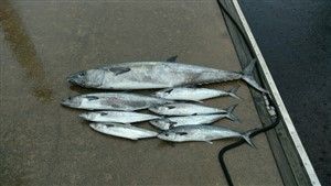 North Myrtle Beach Fishing Report