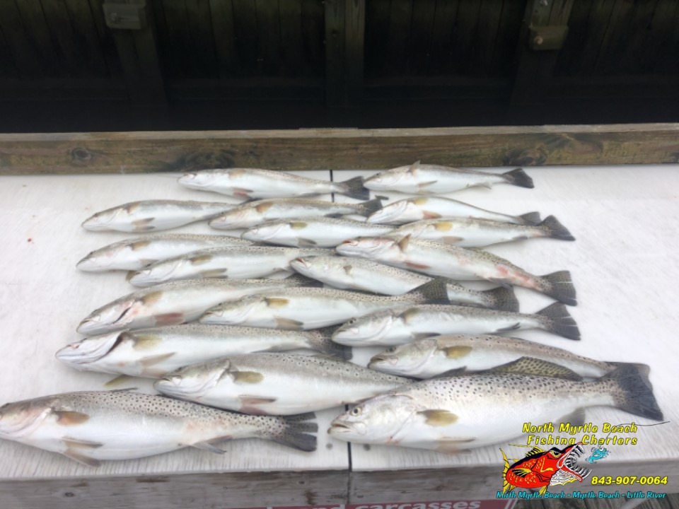  nineteen Speckled Sea Trout on cleaning table from a Inshore Fishing Charters Myrtle Beach, South Carolina