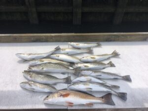 photo of redfish and speckled sea trout laying on a table with north myrtle beach fishing charters near me
