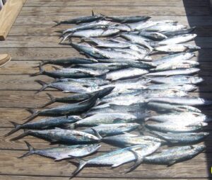 spanish mackerel laying on the dock from a nearshore fishing with north myrtle beach fishing charters near me