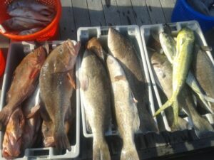 photo of grouper and mahi in a box sitting on the dock with north myrtle beach fishing charters near me