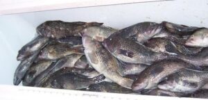 black sea bass in a cooler from a nearshore trip with North Myrtle Beach Fishing Charters