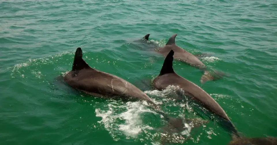 Private eco tour with dolphins in Myrtle Beach
