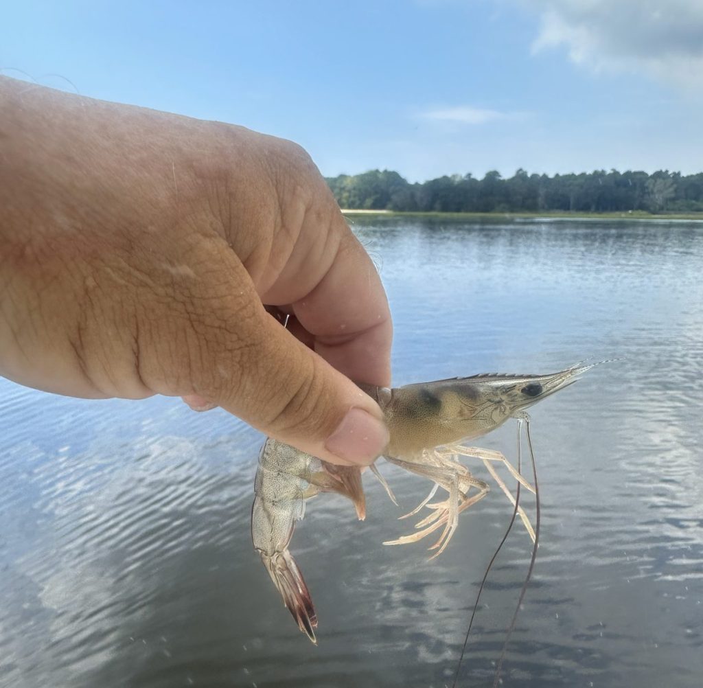 Live shrimp rig being prepared for inshore fishing in coastal waters