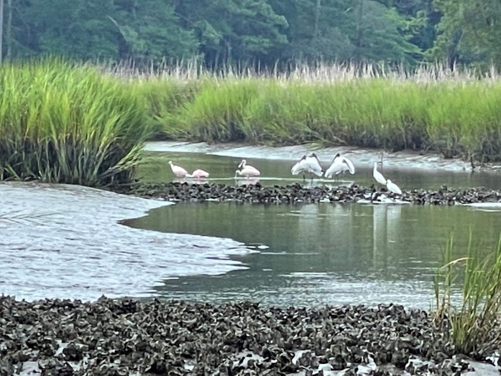 Inshore fishing in Myrtle Beach tidal creeks and the Intracoastal Waterway