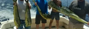 Four anglers holding mahi mahi on a group fishing charter in Myrtle Beach