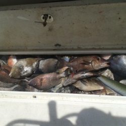 Deep Sea Fishing Myrtle Beach Deep Sea Fishing Myrtle Beach