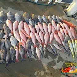 people on the dock with fish in front of them that they caught on a deep sea fishing charters in Myrtle Beach