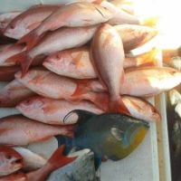 Deep Sea Fishing Myrtle Beach Deep Sea Fishing Myrtle Beach