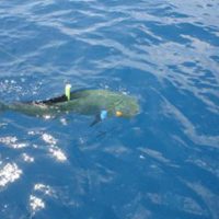 Gulf Stream Fishing Charters Gulf Stream Fishing Charters