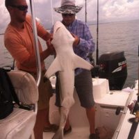 shark fishing at myrtle beach south carolina shark fishing at myrtle beach south carolina