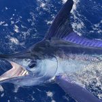 large sailfish in myrtle beach